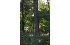 Property photo 22 - REAL ESTATE AUCTION - 26+/- ACRES IN 3 TRACTS IN SOUTHWEST ALLEN COUNTY, INDIANA